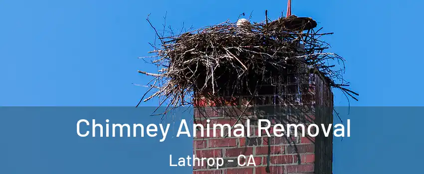  Chimney Animal Removal Lathrop - CA