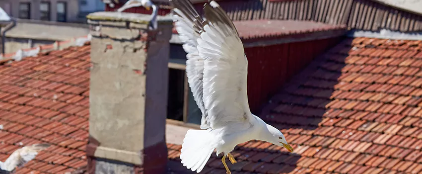 Residential Chimney Animal Removal Solution in Lathrop, CA