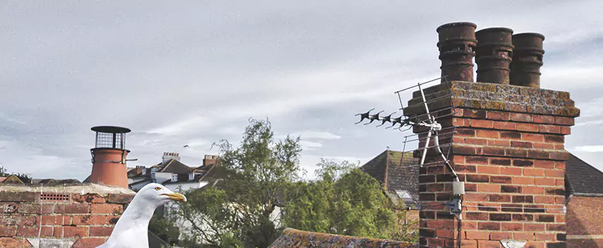 Chimney Cleaning And Restoration in Lathrop, California